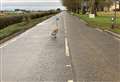Swan has the brass neck to defy police