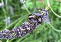 Is this 'rapid feeding' plant pest in your garden?