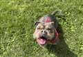 Animal rescue centre in ‘crisis’ as it launches adoption campaign