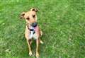 Poor dog Sarah reaches heartbreaking milestone of 1,000 days at RSPCA centre