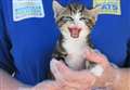 Bottle-fed kitten named by lottery players after mum is killed on an Outwell road