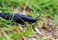 How to tackle slugs in your garden now pellets are banned 