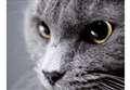 Pet alert! ‘toxic’ chocolates and Christmas puds top vets’ list of festive dangers for pets