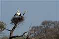 Return of white storks ’emblem’ for nature recovery, conservationists say