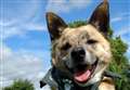 Police warning over dog thefts
