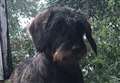 Relief as 'stolen' Cambridgeshire dog returned following West Norfolk appeal