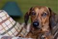 The best dog breeds for all 12 horoscope signs 
