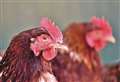 Avian flu prevention zone in force as public are told to report dead birds 