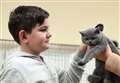 Gallery: Just purr-fect19th Exotic Cat Society championship show at Tydd St Giles is a success 