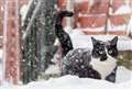 Toxic grit and other winter hazards vets say make animals very ill 