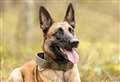 Dog owner fined after her escaped Belgian Malinois dogs left Jack Russell with ‘traumatic’ injuries