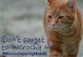 Neutering and microchipping for cats for a fiver in the March and Wisbech area for a month 