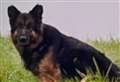 Relief as German Shepherd is finally rescued