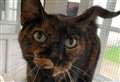 Affectionate cat with ‘sweet meow’ looking for home