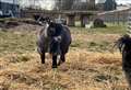 Student takes top spot in photography competition with goat picture