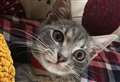 Heartbreak after beloved family pet shot