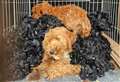 RSPCA heartbreak after a spate of abandoned animals left in Fenland
