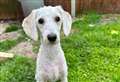 Call for help to find breeders of dogs abandoned across Fenland
