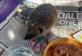 Hedgehog charity is looking for helping hands