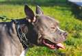 What is an American bully XL dog and why are there calls to ban them?
