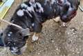 Abandoned bulldog found in one of 'worst conditions' RSPCA worker had ever seen