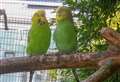 RSPCA received more than 180 calls about exotic animals in Cambridgeshire last year 