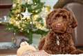 How to keep pets safe this Christmas