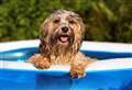 How to keep your pets safe in the sun