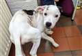 Burned puppy with broken leg loves life in his new home and now enjoys walks at the Royal Estate