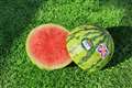 Heatwave helps bumper watermelon crop at British farm