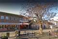 Protected trees are facing the chop with disease to blame