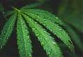 Man caught with cannabis told the police it was not his