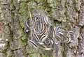 Public urged to report sightings of caterpillar that must not be touched
