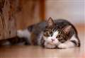Microchipping for cats becomes compulsory 