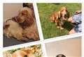 Breeder 'heartbroken' as 14 dogs and puppies stolen from Fenland village 