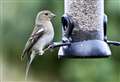 Clean your feeders, says RSPCA as calls about sick birds soar 