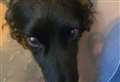 Plea over littering after dog needed emergency operation