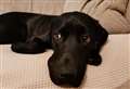 How to keep pets calm on New Year's Eve 