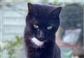 Fenland family's desperate appeal to help find missing Jimmy the cat