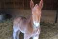 Fenland couple doing their bit to help horse breed that is rarer than Giant Pandas