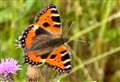 Butterfly Conservation issues rallying cry to people of Cambridgeshire