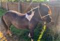 Make Beau 'too hot to handle' plea as West Walton family appeal for return of missing Shetland pony