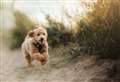 Animal welfare charity praises council for its work with licensed dog breeders