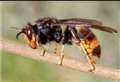 7 UK bugs that will bite or sting you