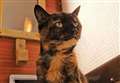 Elderly cat Ethel was living in car park 