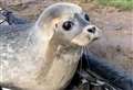 RSPCA rush to rescue seal pup