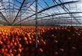 Demand for cooking pumpkins is up 