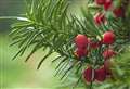 9 plants and trees to keep away from your dog this Christmas 