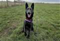 Block Fen Animal Centre braced for RSPCA’s busiest summer day