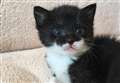 RSPCA reveals it received 106 reports about cats in Cambridgeshire since lockdown